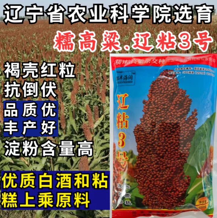 辽粘3号糯高粱种子粘糯矮杆抗倒红粒酿白酒高产高粱种子籽孑大田