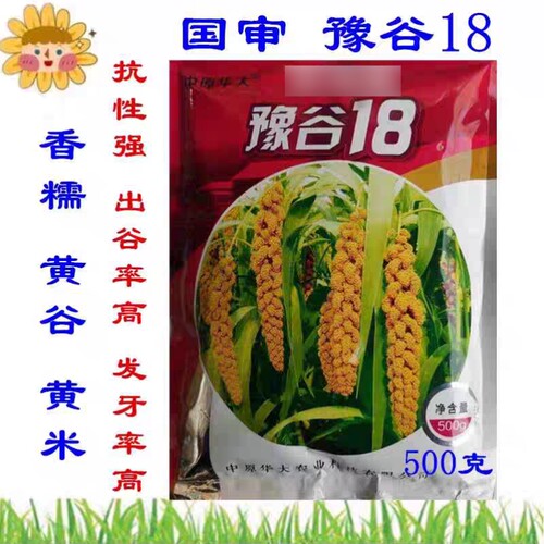 正品豫谷18谷子种子 甜糯香粘黄金黄谷黄米高产谷子小米种子籽孑