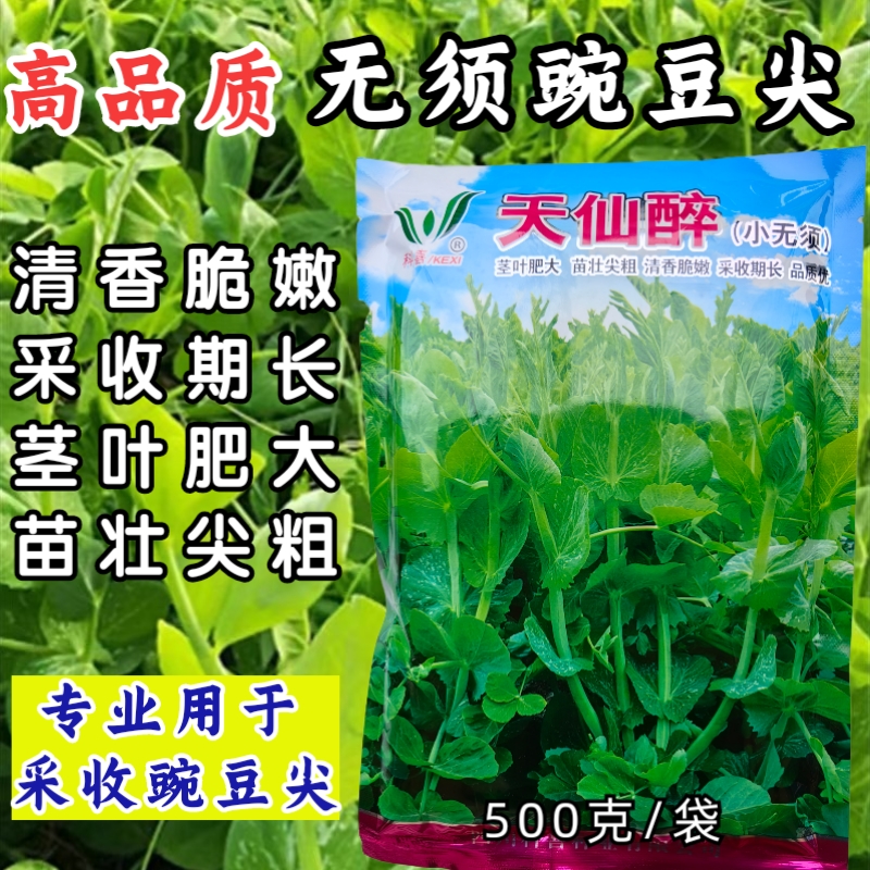 豌豆尖种子豌豆苗四川香豌豆尖苗种子籽水培芽苗菜秋季蔬菜种籽孑