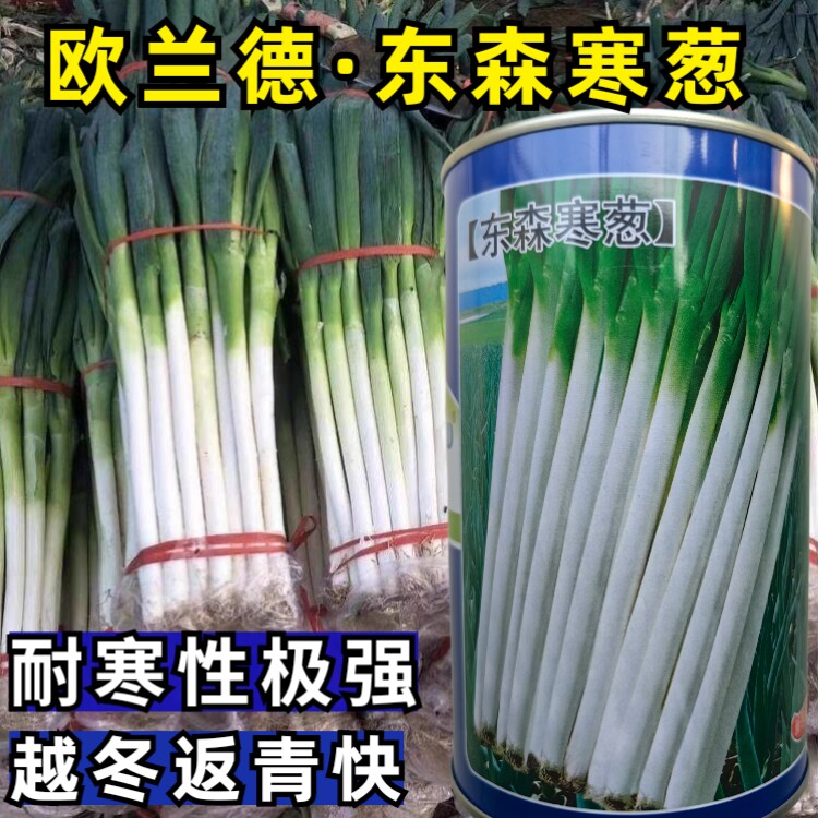 东森寒葱种子欧兰德耐寒高产四季播高白大田章丘大葱蔬菜种子籽孑