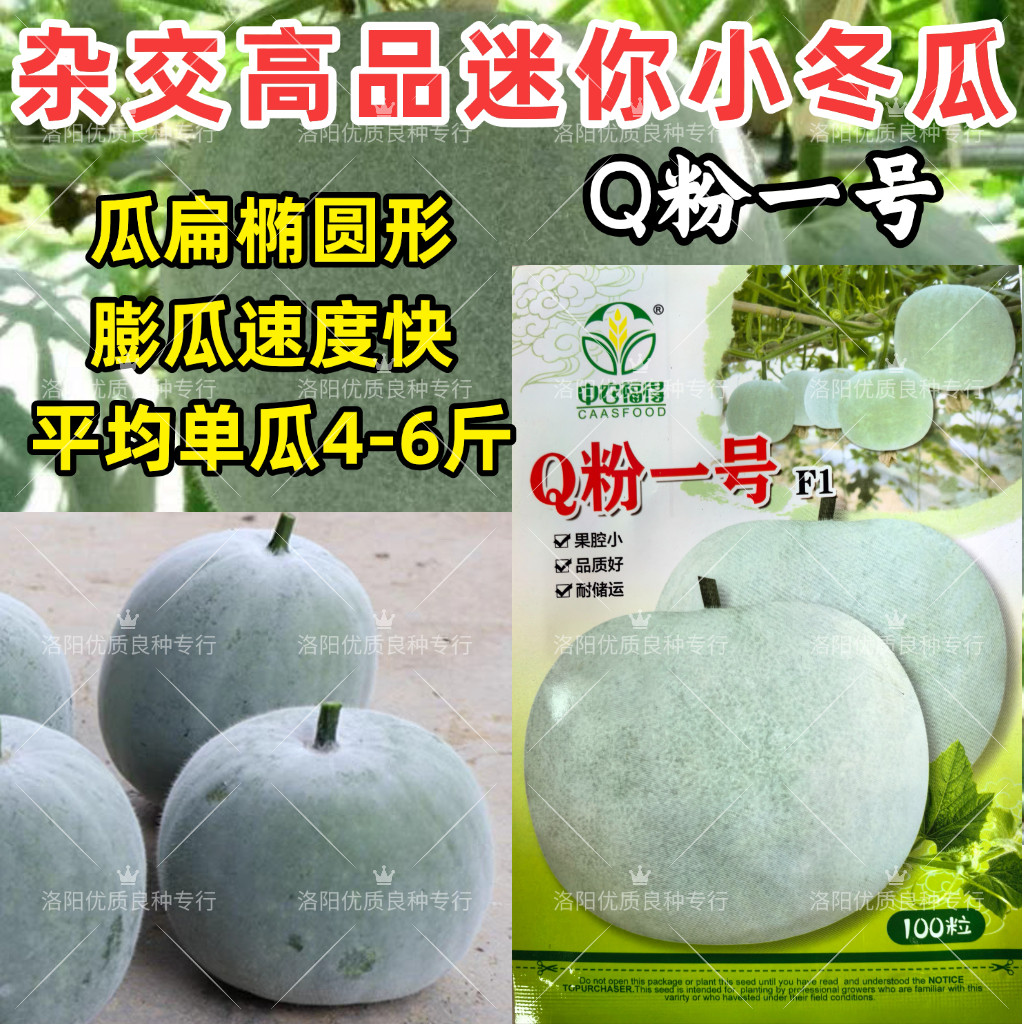 Q粉一号小粉冬瓜种子迷你4-6斤粉皮扁椭圆形香芋味水果冬瓜种子籽