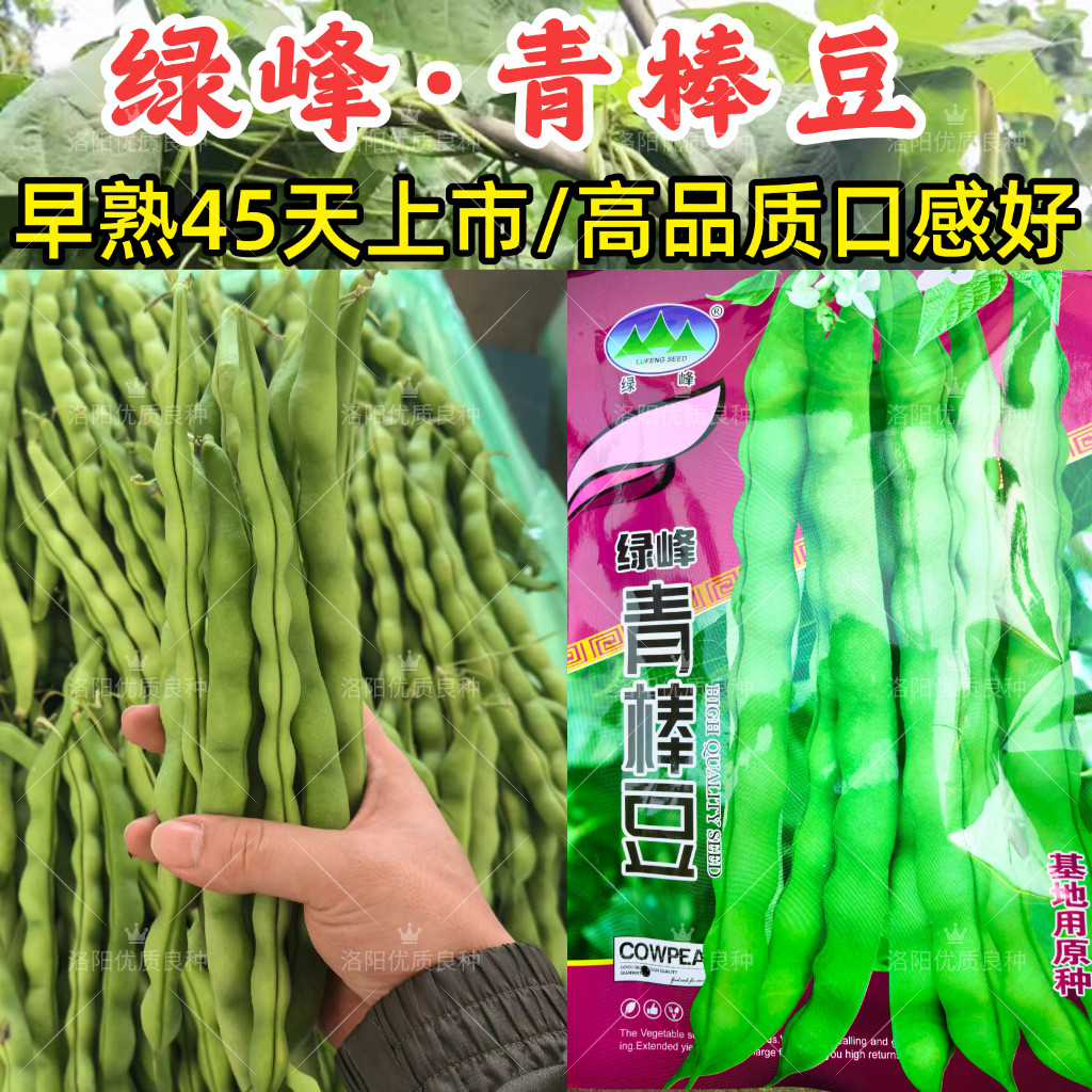 绿峰青棒豆种子早熟高产绿皮四季豆芸豆爬藤无筋豆春秋蔬菜种子籽