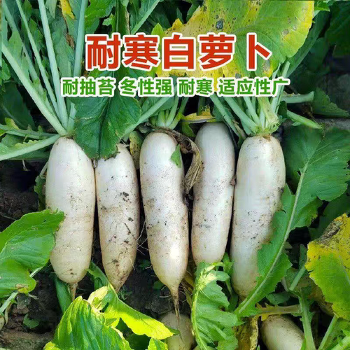 白萝卜种子南畔州晚萝卜九斤王耐寒高产甜脆萝卜种子籽蔬菜籽秋播