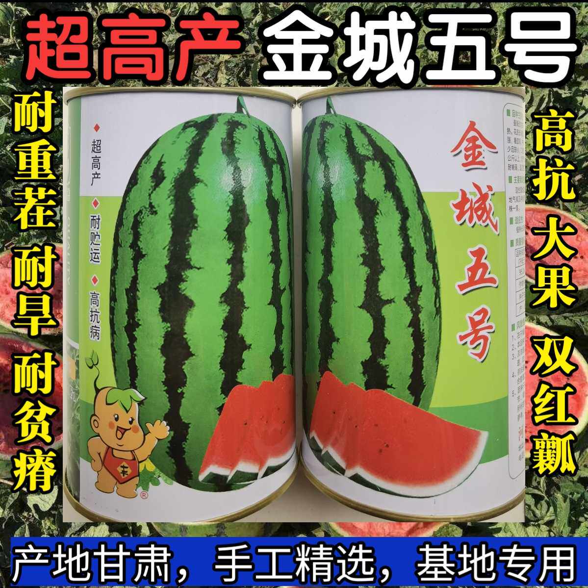 金城五号西瓜种子 特大金城5号甘肃压砂西瓜沙漠西瓜种子红瓤基地