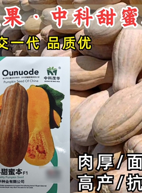 中科甜蜜本南瓜种子大果密本面甜高产春夏秋南瓜倭瓜蔬菜种子籽孑