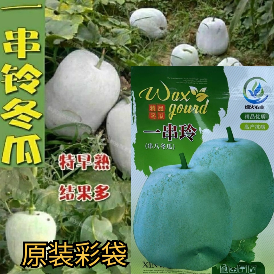 一串铃冬瓜种子粉白皮迷你小冬瓜