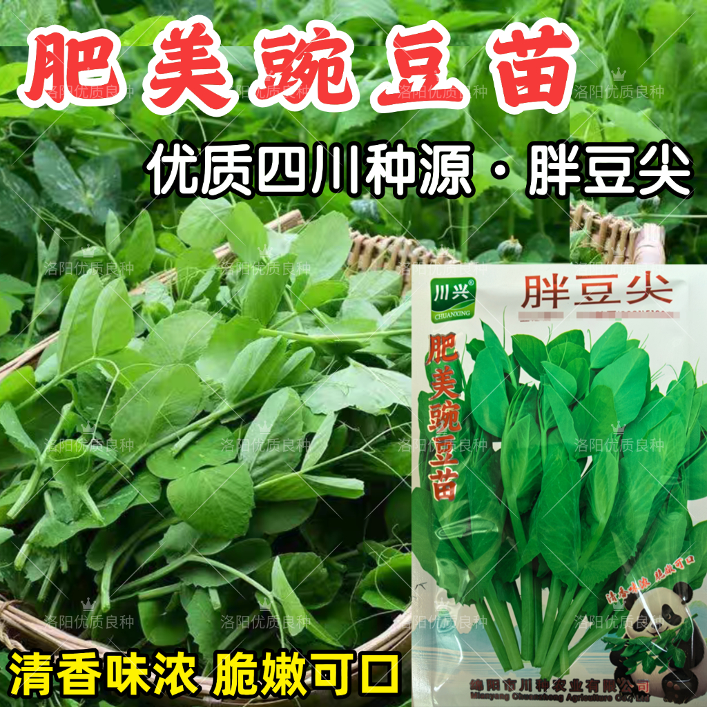 豌豆苗种子胖豆尖四川无须豌豆苗种子水培四季蔬菜碗豆芽苗蔬菜籽