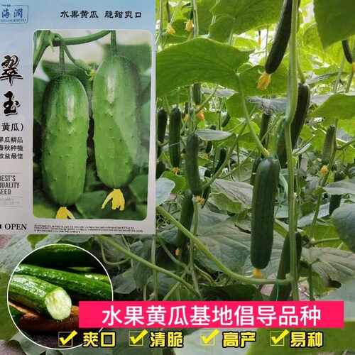 水果黄瓜种孑种子旱黄瓜种籽春秋四季高产绿瓤蔬菜小黄瓜乳瓜种子