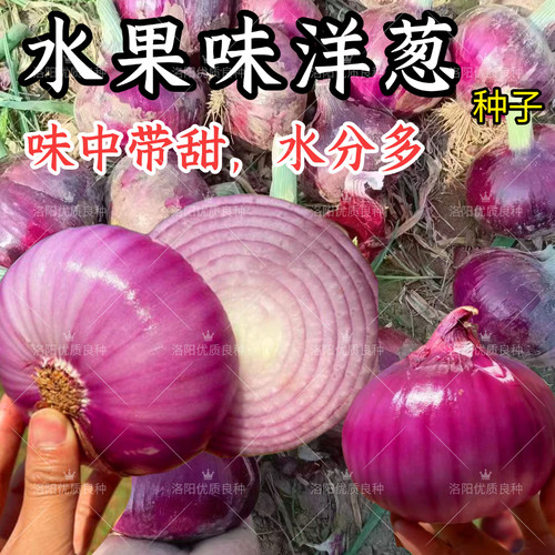 水果洋葱种子超甜脆多汁紫皮红皮洋葱扁圆葱种籽秋季蔬菜种子籽孑