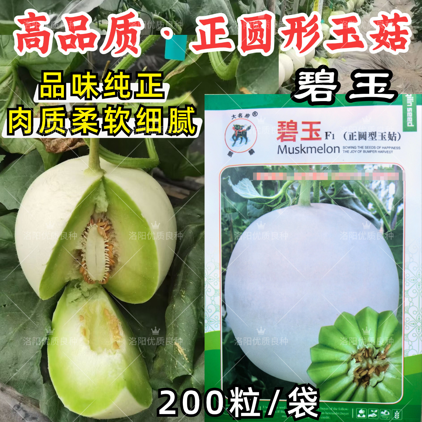 正圆形玉姑甜瓜种子碧玉玉菇白皮绿肉软糯香甜厚皮蜜瓜甜瓜种子籽