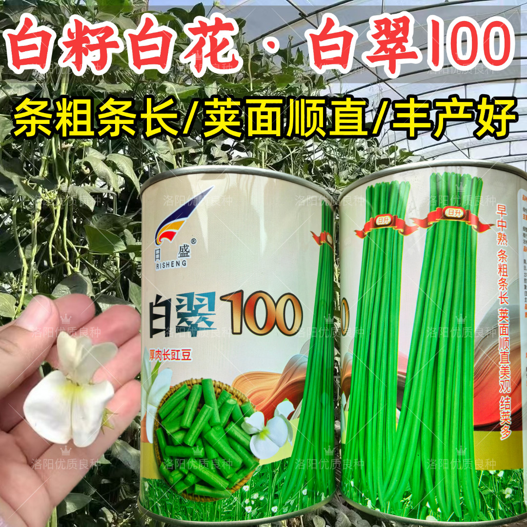 白翠100豇豆种子白籽白花油绿翠绿长豆角耐热夏秋长豇豆种子籽孑
