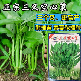三叉空心菜种子大叶柳叶通心菜春夏秋四季耐热阳台盆栽蔬菜种子籽