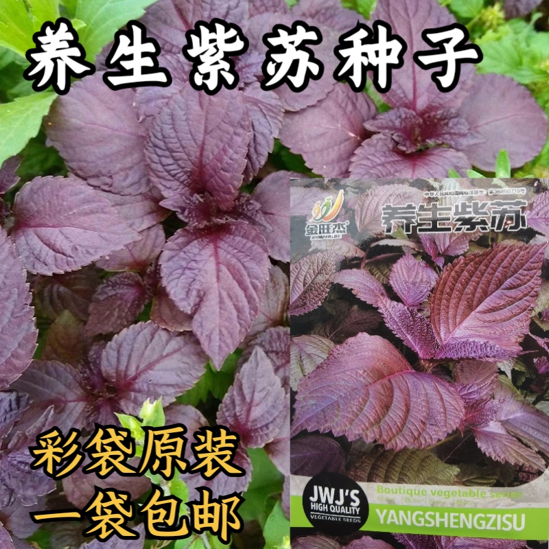 紫苏种子春季四季食用紫苏阳台盆栽紫苏子种籽农家庭院蔬菜种子孑