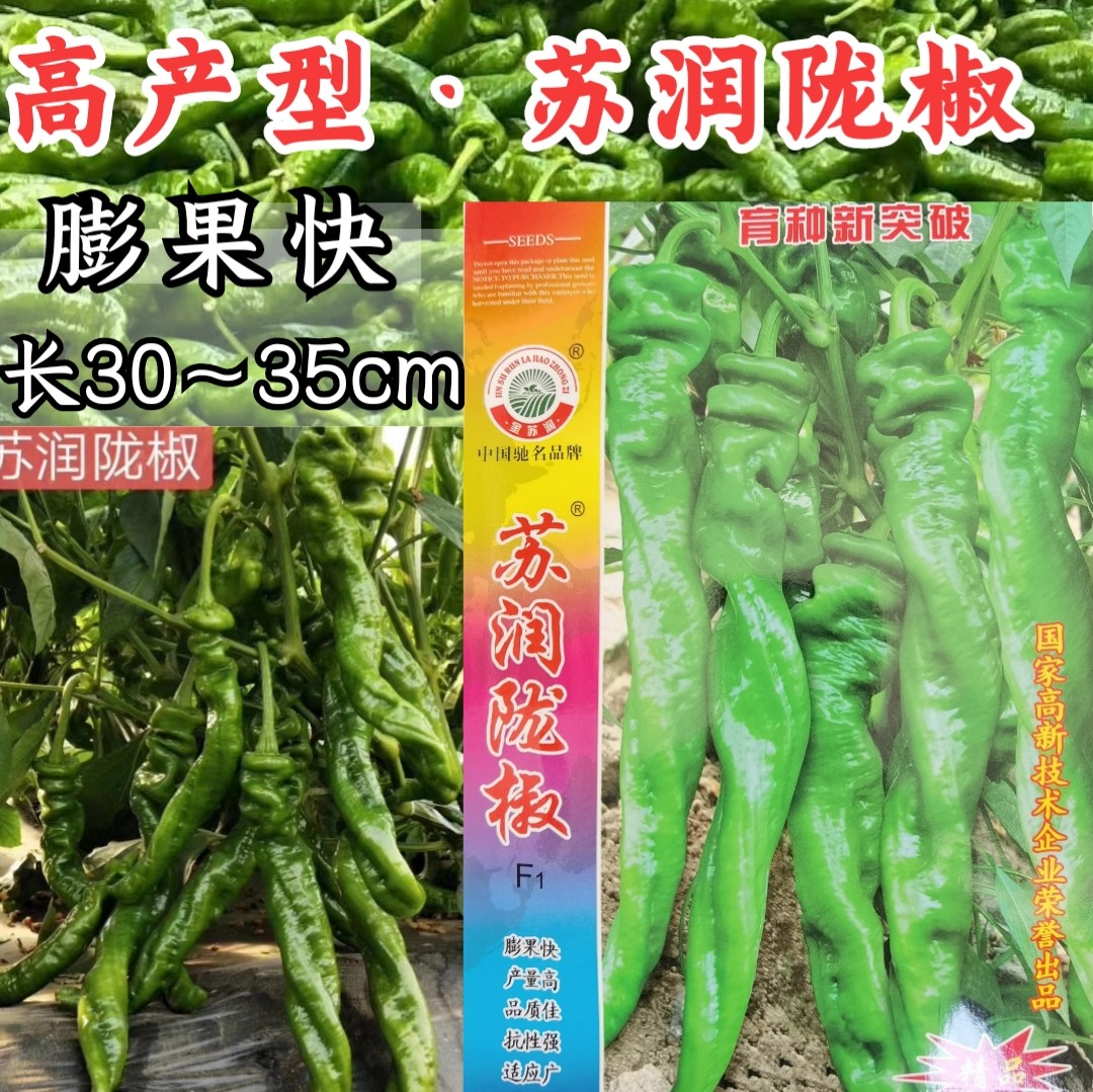 陇椒螺丝椒种高产皱皮特辣厚皮
