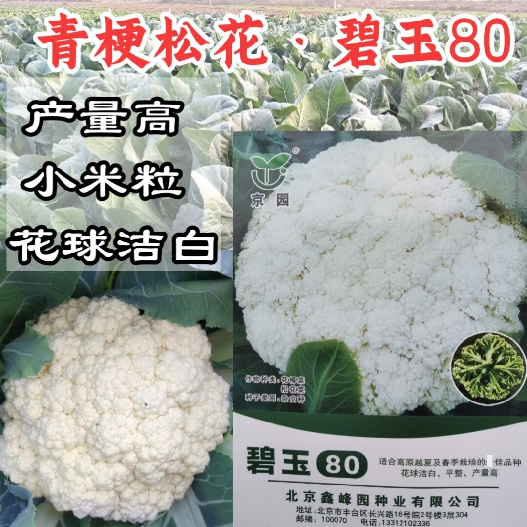80天青梗松花菜小米粒春秋有机菜