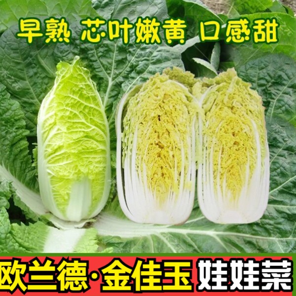 早熟黄心白菜娃娃菜种子欧兰德图片