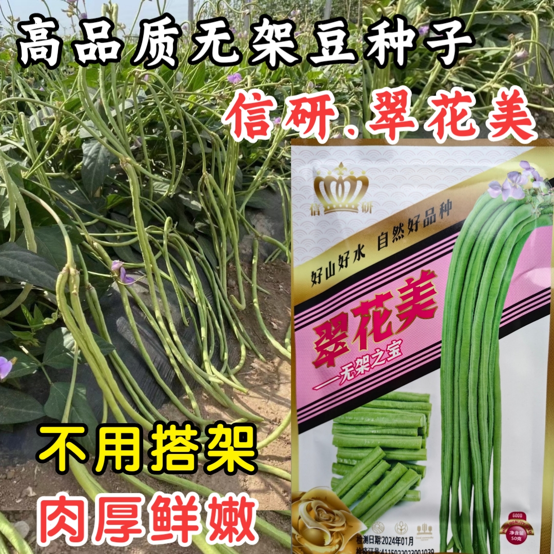 信研无架豆种子不搭架长豇豆角种籽地豆阳台春秋季豆角蔬菜种子孑