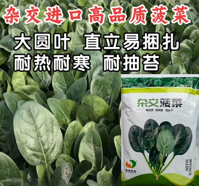 杂交菠菜种子耐热耐寒越冬抗霜霉病捆扎直立秋冬菠菜种子籽孑大田