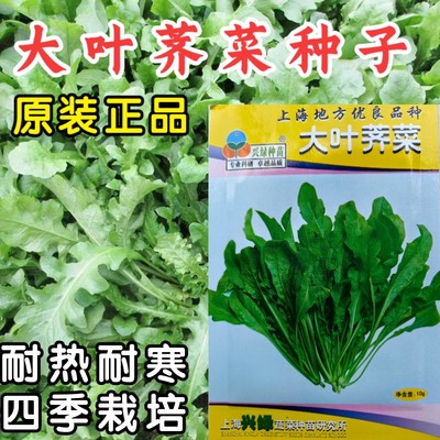 荠荠菜种子大叶阳菜籽香孑菜种荠菜野菜芨芨菜四季春夏秋蔬菜种子