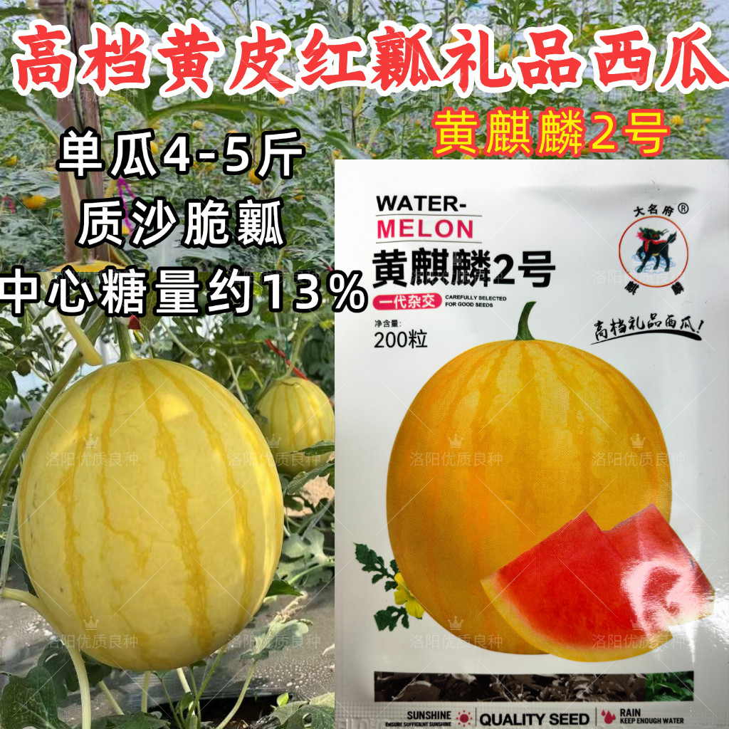 黄皮红瓤西瓜种子黄麒麟2号3-5斤小礼品西瓜沙瓤甜脆红肉水果种子