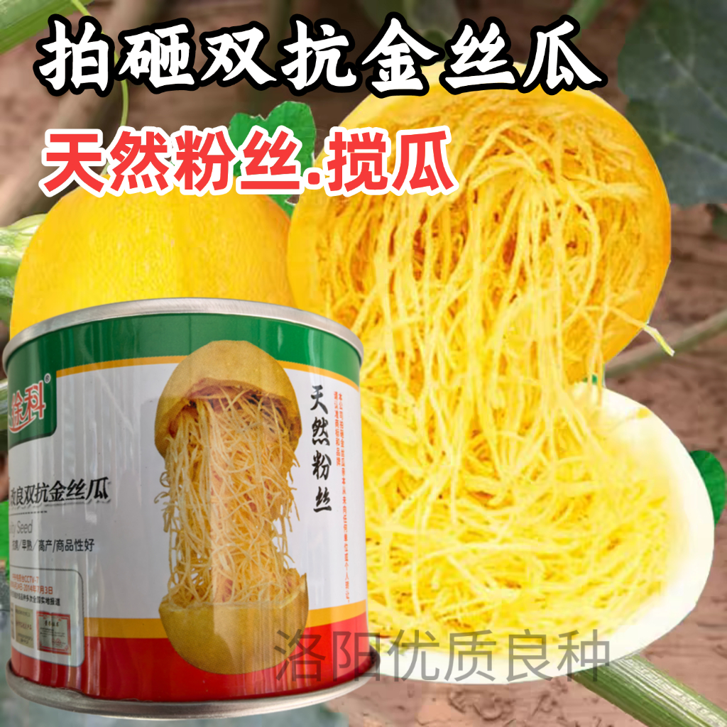金丝搅瓜种子种子拍砸双抗金丝瓜粉丝绞瓜黄金瓜蔬菜茭瓜种子籽孑