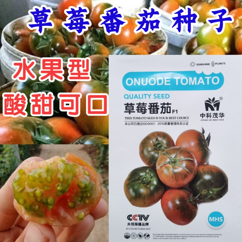 草莓番茄种子粉果铁皮柿子种籽草莓西红柿籽苗酸甜多汁四季蔬菜籽