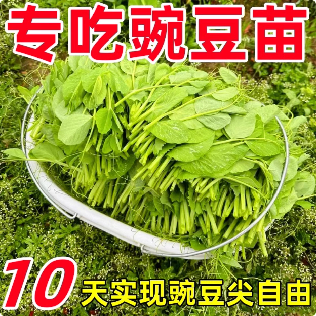 豌豆苗种子无须豌豆尖苗种籽四川荷兰豆秋冬季阳台盆栽田园蔬菜孑