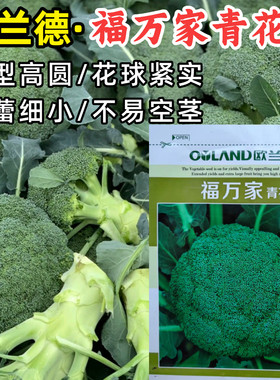 欧兰德西兰花种子福万家早熟65天青花菜绿梗小米粒西蓝花种子籽孑