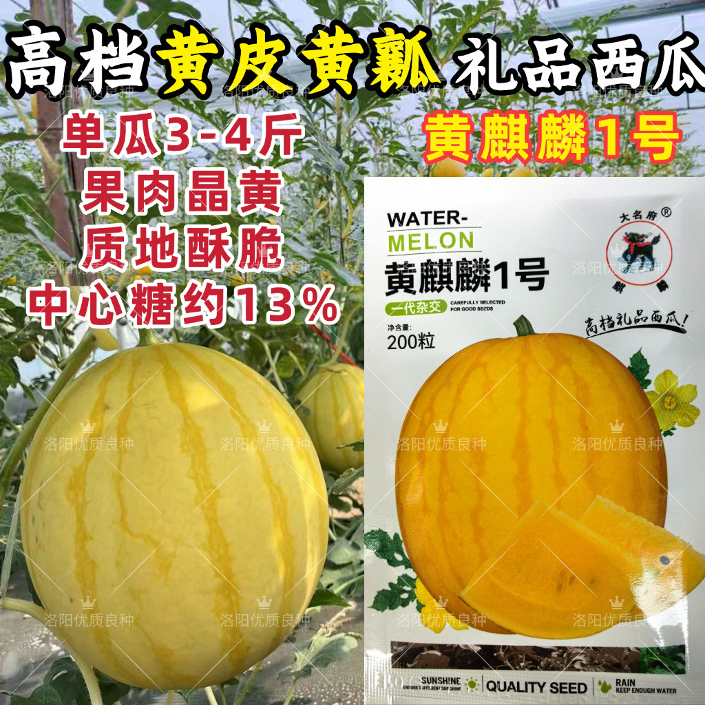 黄皮黄瓤西瓜种子黄麒麟1号3-5斤小礼品西瓜圆瓜甜脆沙瓤西瓜种子