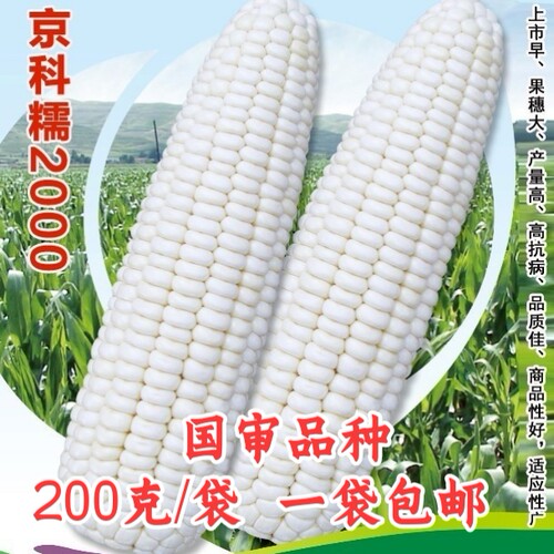 京科糯2000糯玉米种子农科玉甜糯大棒玉米种子散装大棒糯苞谷种子