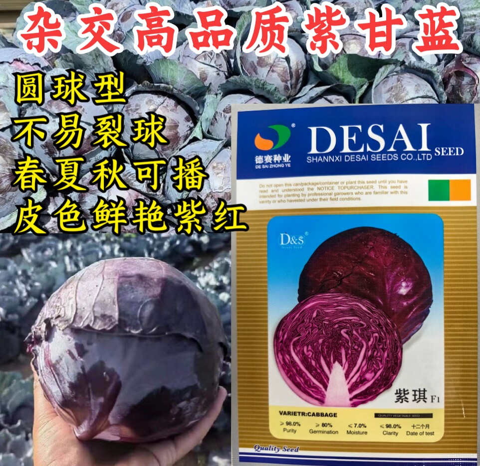 紫琪紫甘蓝种子圆球春夏秋季耐热耐裂紫红色包心菜种孑菜籽大头菜