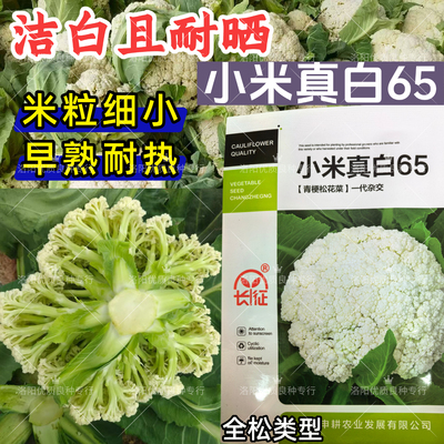 小米真白65松花菜种子早熟耐热耐晒青梗球洁白小米粒花椰菜花种子