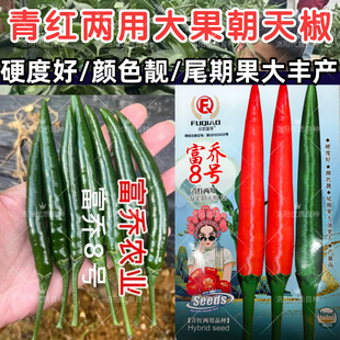 富乔8号大果朝天椒种子单生早熟大朝天辣椒小米辣种子籽青红两用