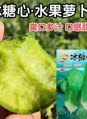 冰糖心水果萝卜种子沙窝萝卜种籽凤梨青萝卜四季种植蔬菜大全种孑