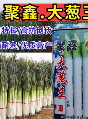 速生寒葱大葱种子 抗病耐寒越冬高白铁杆山东章丘巨葱大葱种子籽