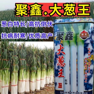 速生寒葱大葱种子 抗病耐寒越冬高白铁杆山东章丘巨葱大葱种子籽