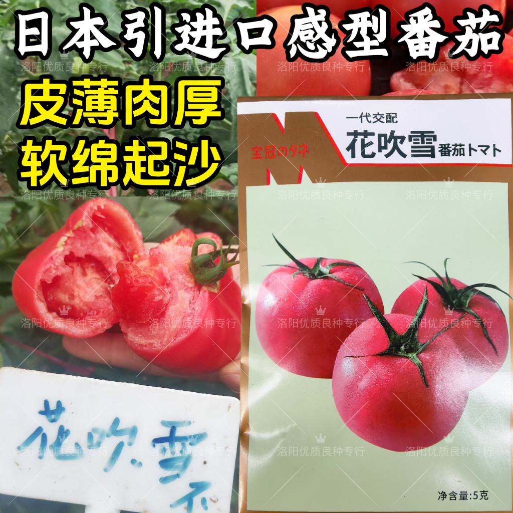 花吹雪番茄种子日本薄皮肉厚粉红皮沙瓤软绵口感型水果番茄种子籽