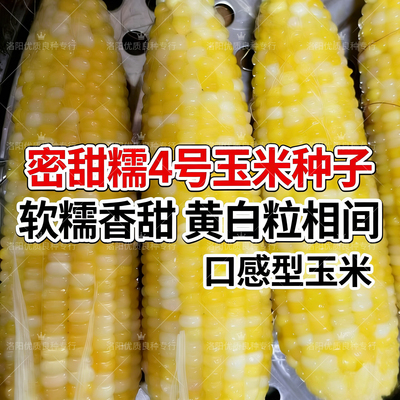 密甜糯4号黄糯玉米种子黄白粒东北黄甜糯口感软糯粘春秋玉米种子