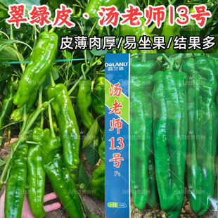 薄皮泡椒种子汤老师13号早熟大果翠绿皮青椒肉厚牛角椒辣椒种子籽