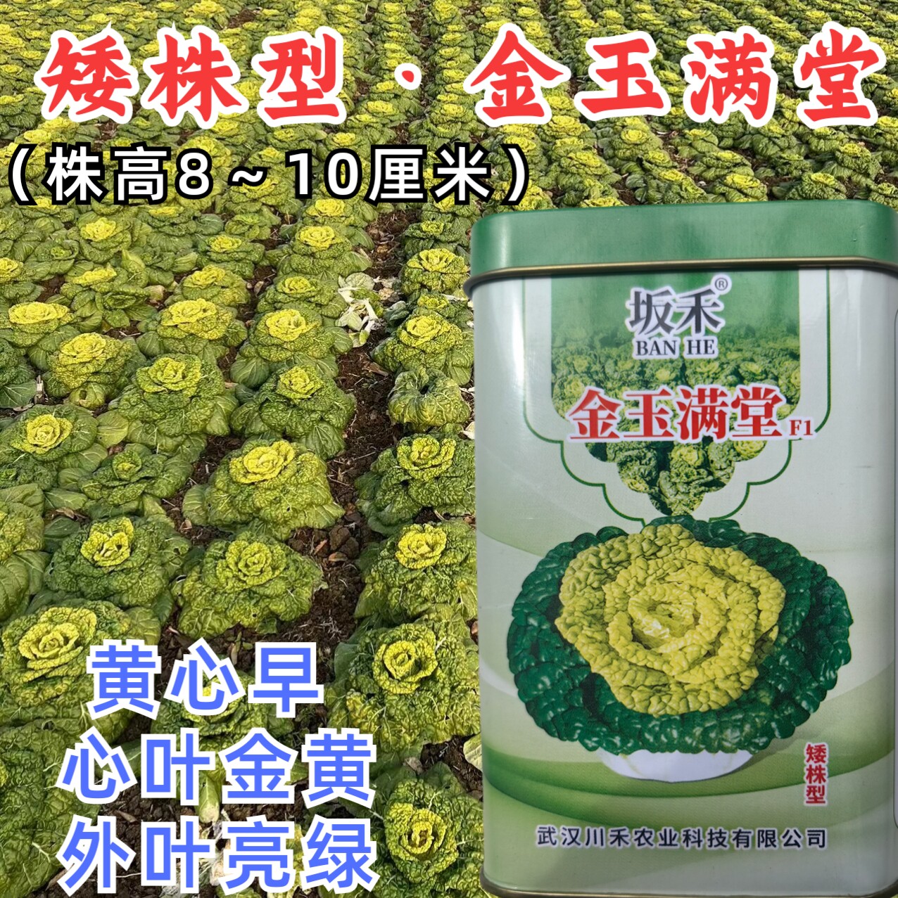 金玉满堂黄心菜种子耐寒秋冬黄心乌塌菜越冬特矮涮火锅白菜种子籽