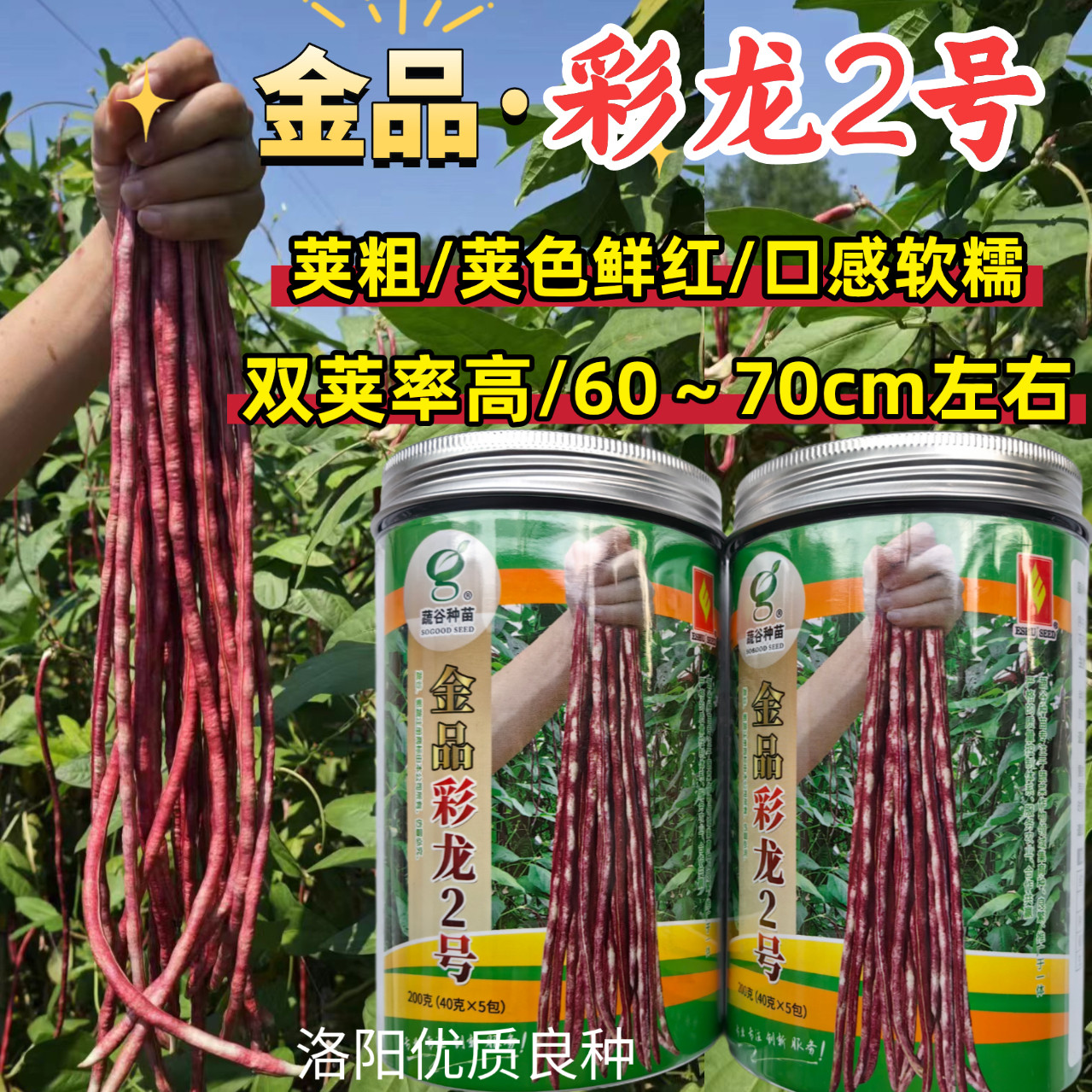 彩龙2号红豇豆种子加长紫红长豇豆紫红豆角春夏秋紫架豆种子籽孑