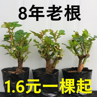 8年大苗玫瑰花苗四季 开大花绿植物盆栽室内外观花卉庭院阳台月季