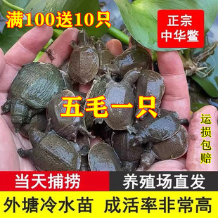 甲鱼苗活体1元一只外塘养殖冷水小甲鱼团鱼水鱼王八中华鳖苗包活