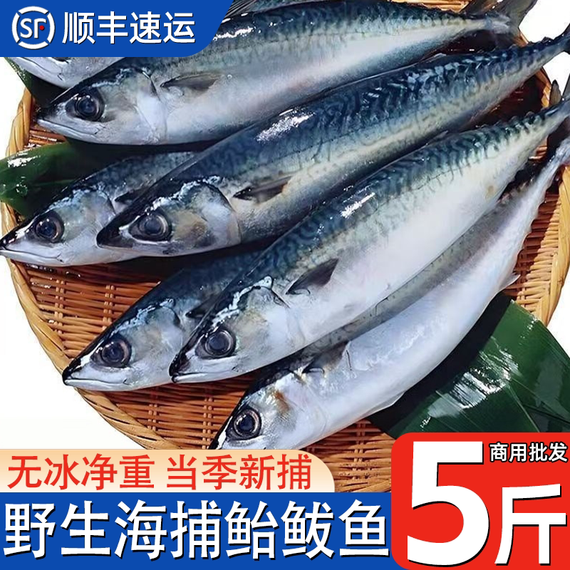 5斤青占鱼野生鲐鲅鱼船冻马鲛鱼