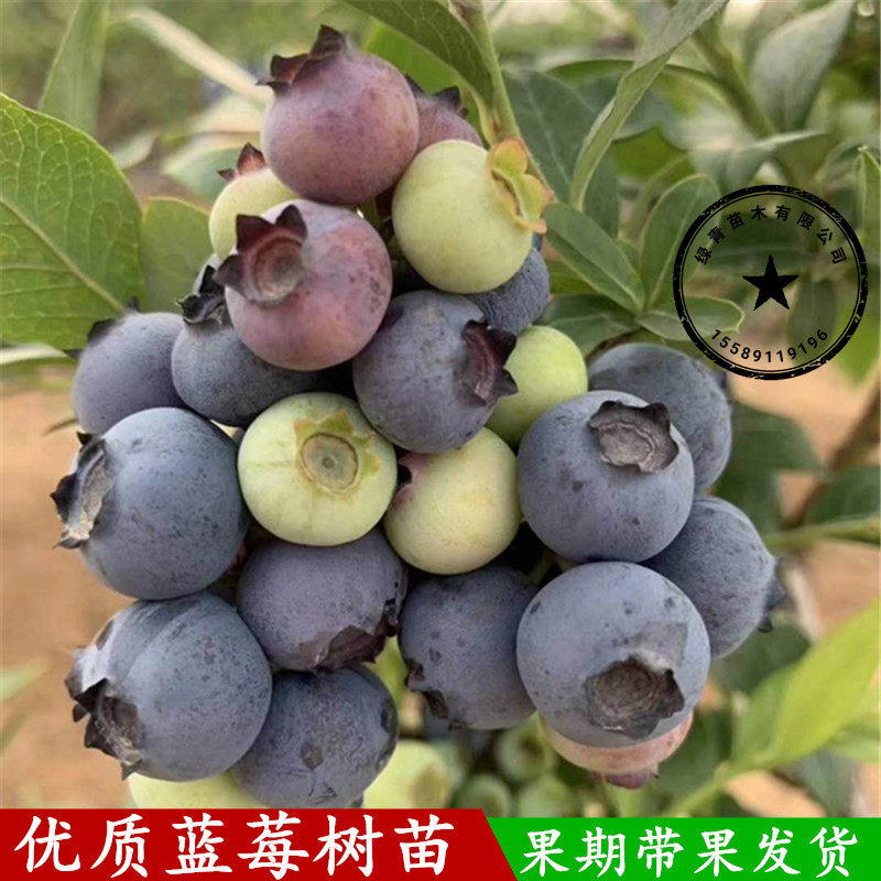带果盆栽地栽南北方种植蓝莓苗