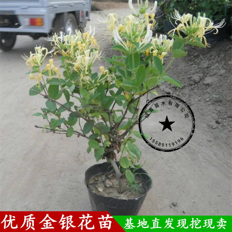 金银花树苗盆栽金银花树苗包邮爬