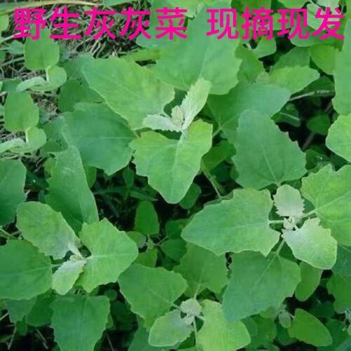 野菜灰菜新鲜野生采摘河北农家野生灰灰菜产地直销包邮加冰