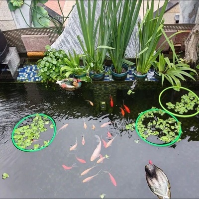 养鱼浮萍圈户外河道野钓草洞水