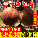 吉祥彩虹香梨当季 新鲜水果红酥脆梨子10斤整箱雪梨砀山梨贡梨批发