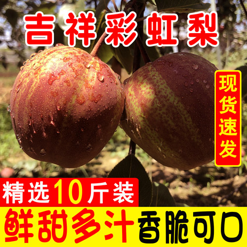 【彩虹梨口碑榜】TOP商家